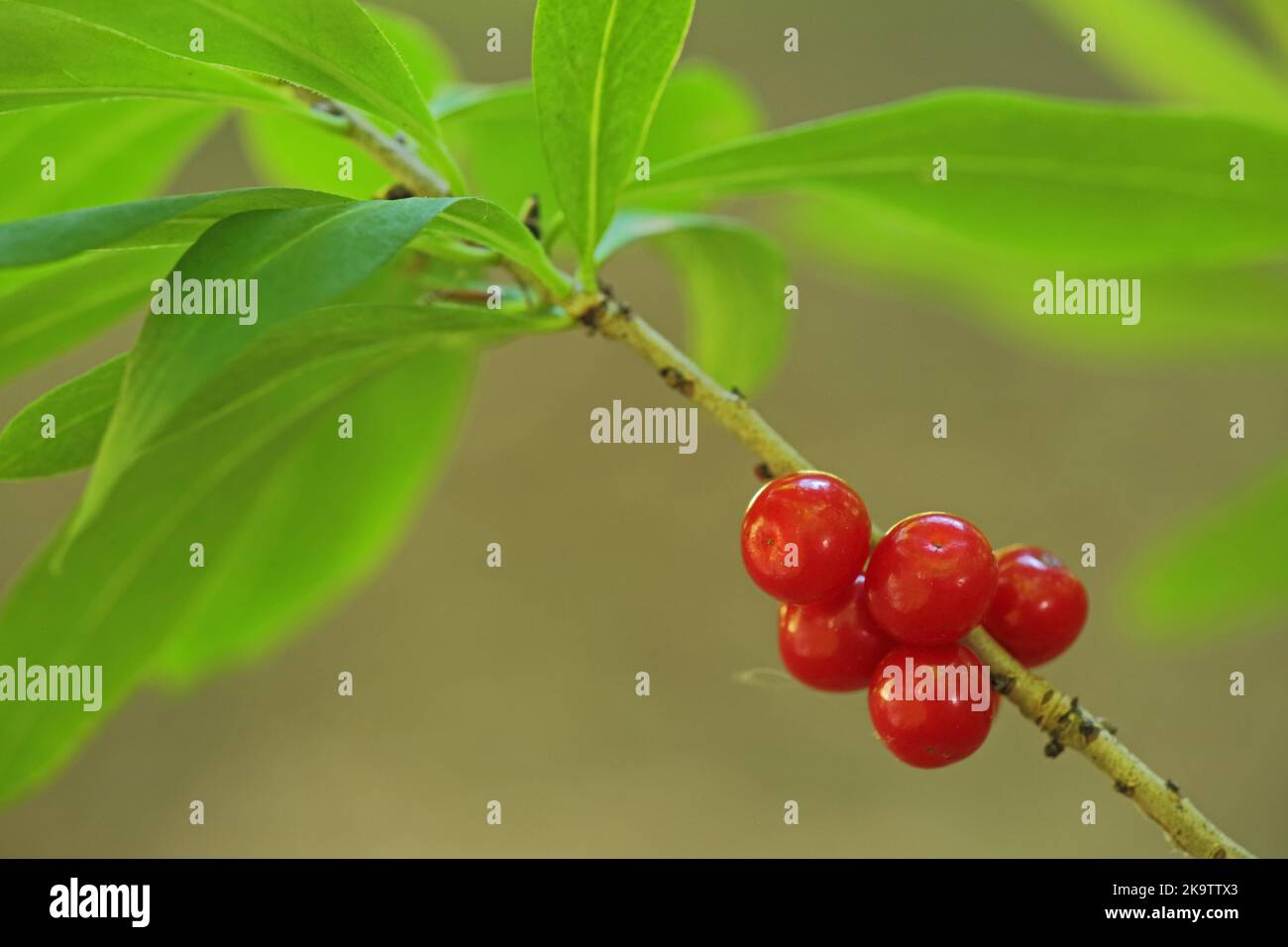 Mezereon (Daphne mezereum) in Obststand, Früchte, Beeren, fünf, rot, Zweig, Detail, Natur, daphne, Pflanze, Wispertal, Taunus, Hessen, Deutschland Stockfoto