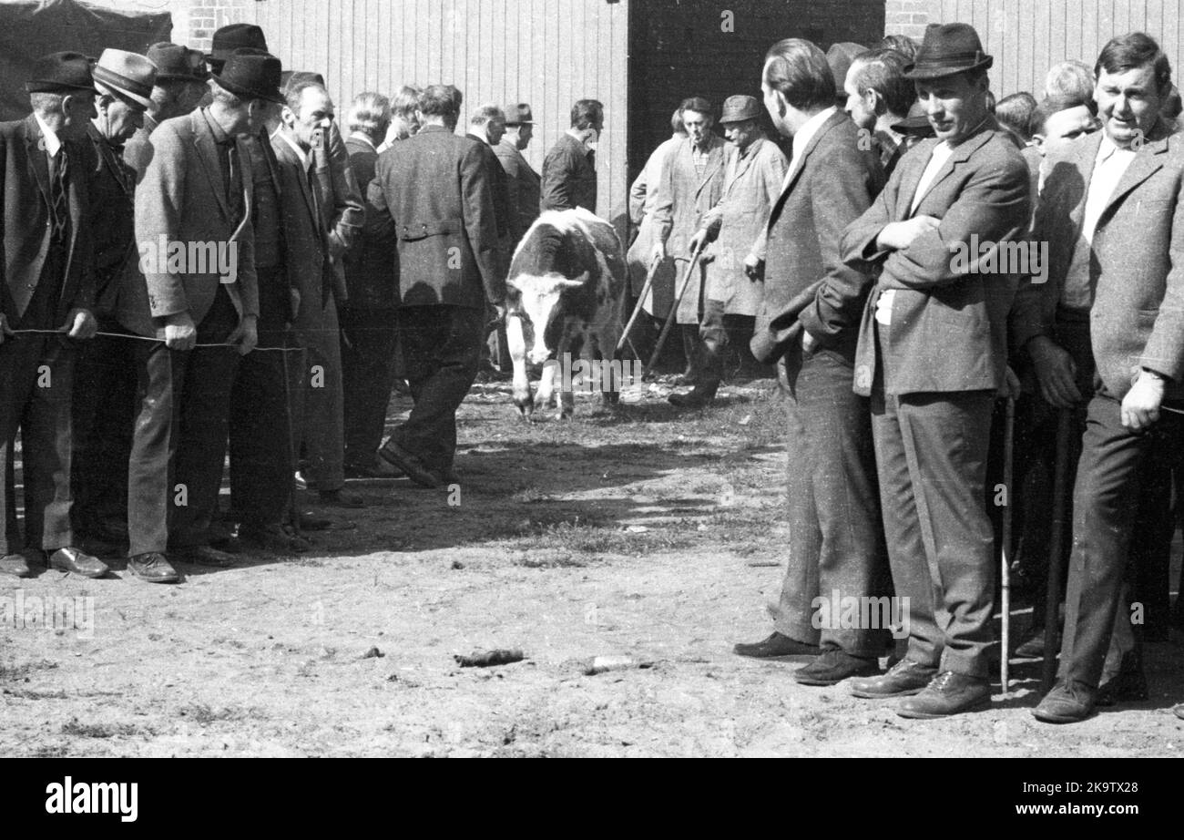 Die Versteigerung eines bankrotten Bauernhofes am 22. 09. 1971 in Greven im Münsterland, Deutschland Stockfoto