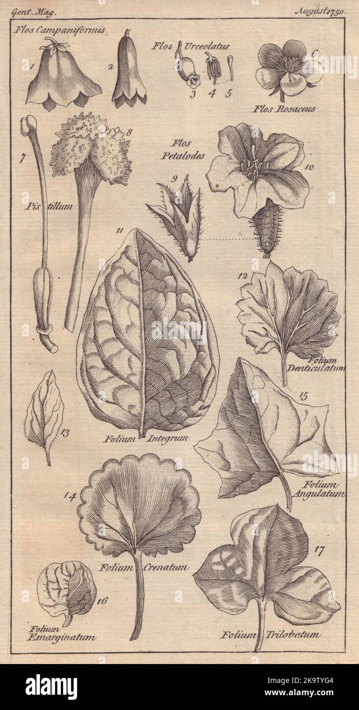 17 Abbildungen von Blumen und Blättern, die die wissenschaftlichen Namen davon erklären 1750 Stockfoto