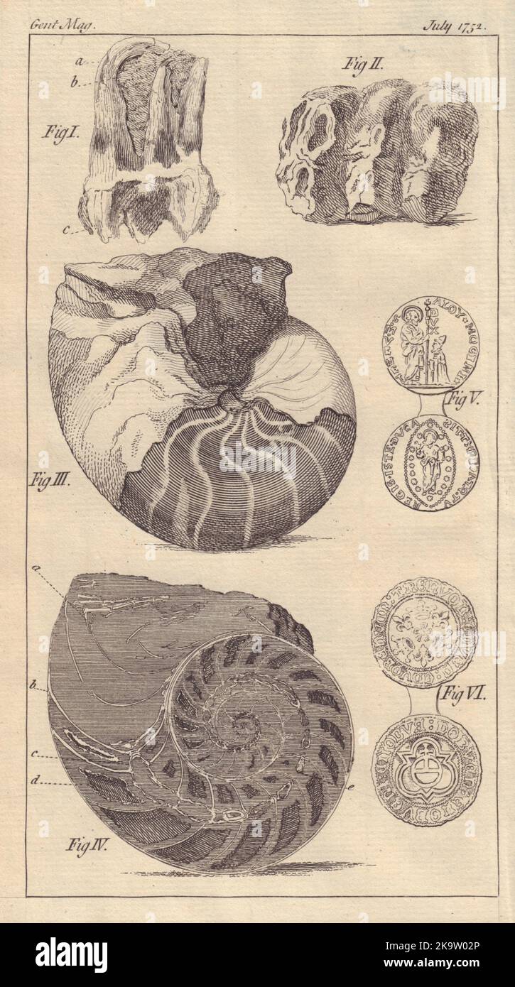 Fossile Zähne, Nautilus. Aloysus Doge of Venice Goldmünze. Nürnberger Schalter 1752 Stockfoto