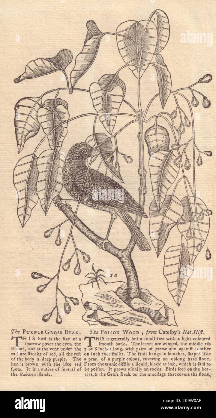 Der Purple Gross Schnabel, ein Vogel und ein Baum, der Giftholz 1753 genannt wird Stockfoto
