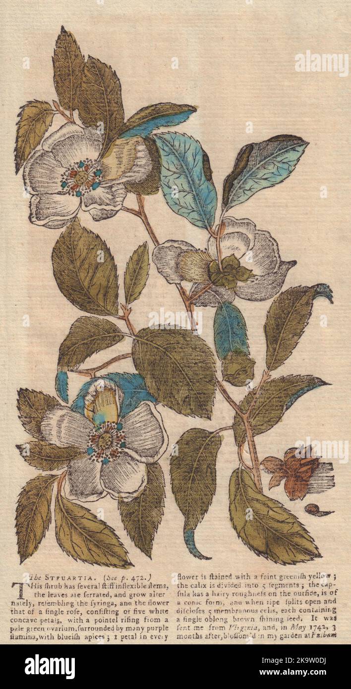 Der Strauch Der Steuartia (Malachodendrum). Blumen. GENTS mag 1753 Old Print Stockfoto