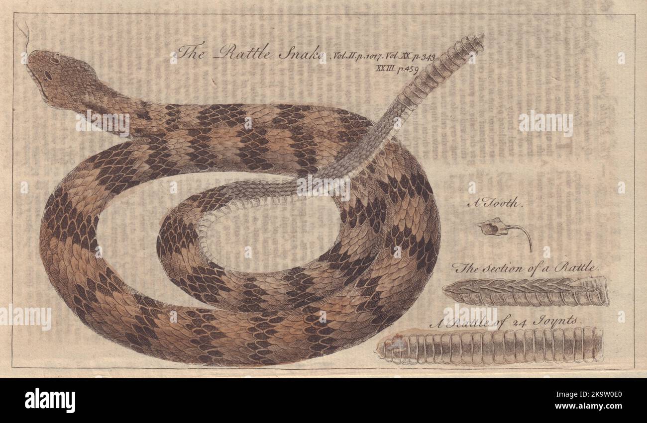 Die Rasselschlange. Reptilien. GENTS mag 1753 altes antikes Vintage-Druckbild Stockfoto