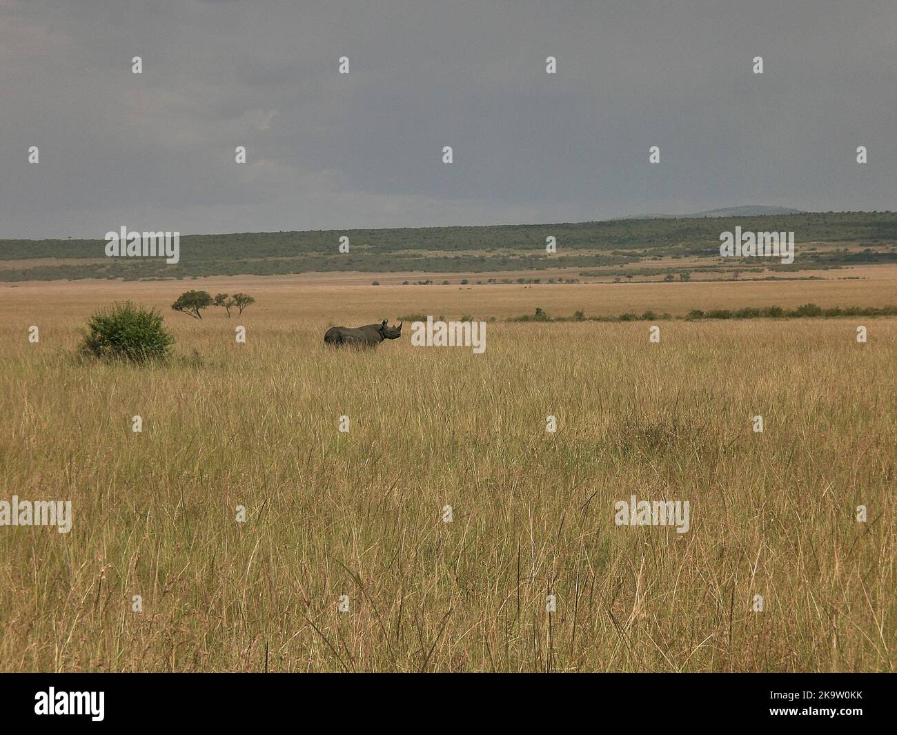 Schwarzes Nashorn im Grasland der Masai Mara, Kenia Stockfoto