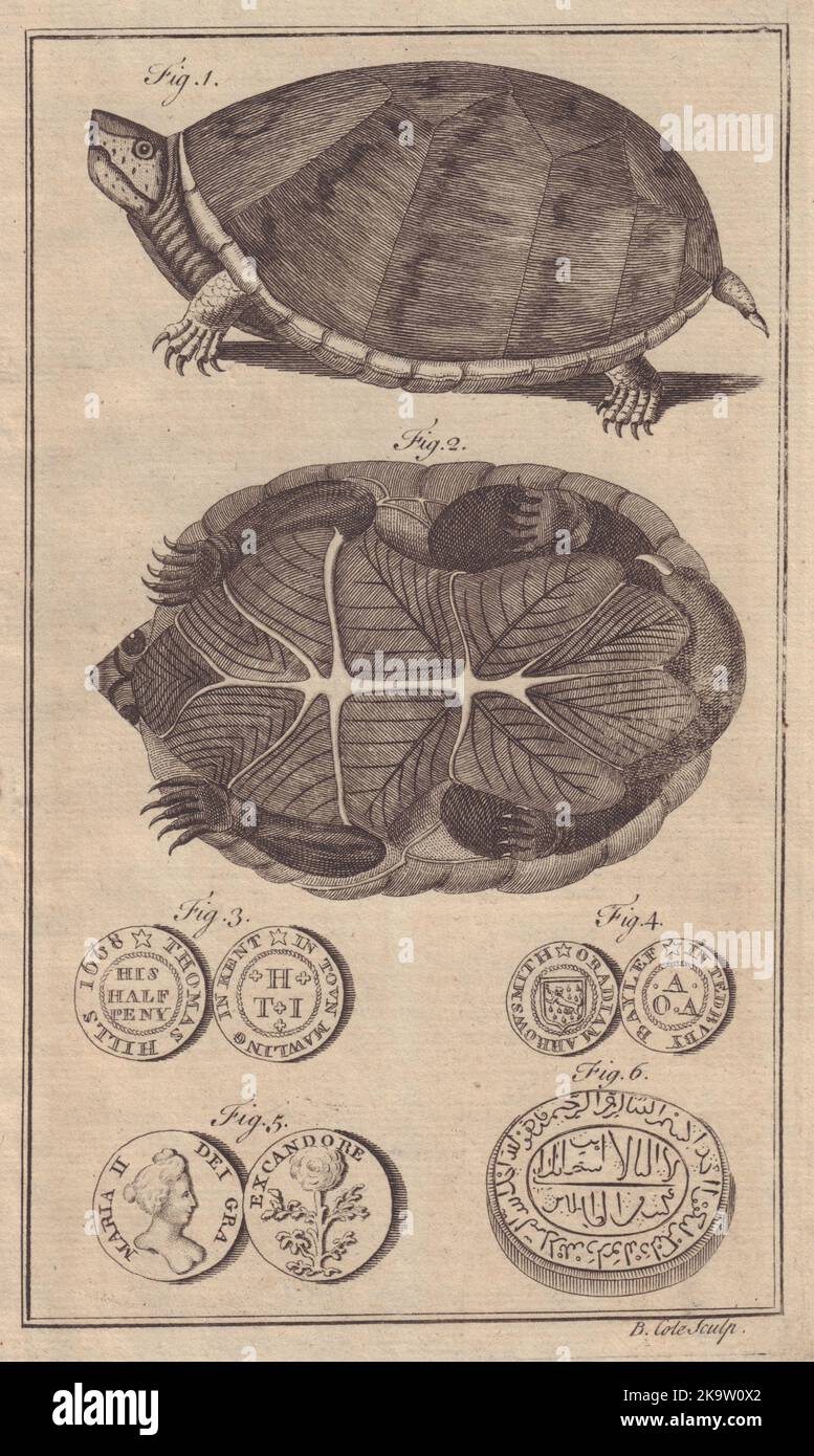 Pennsylvania Schildkröte. Thomas Hill Halfpenny Malling. Arabischer Smaragd 1758 Stockfoto