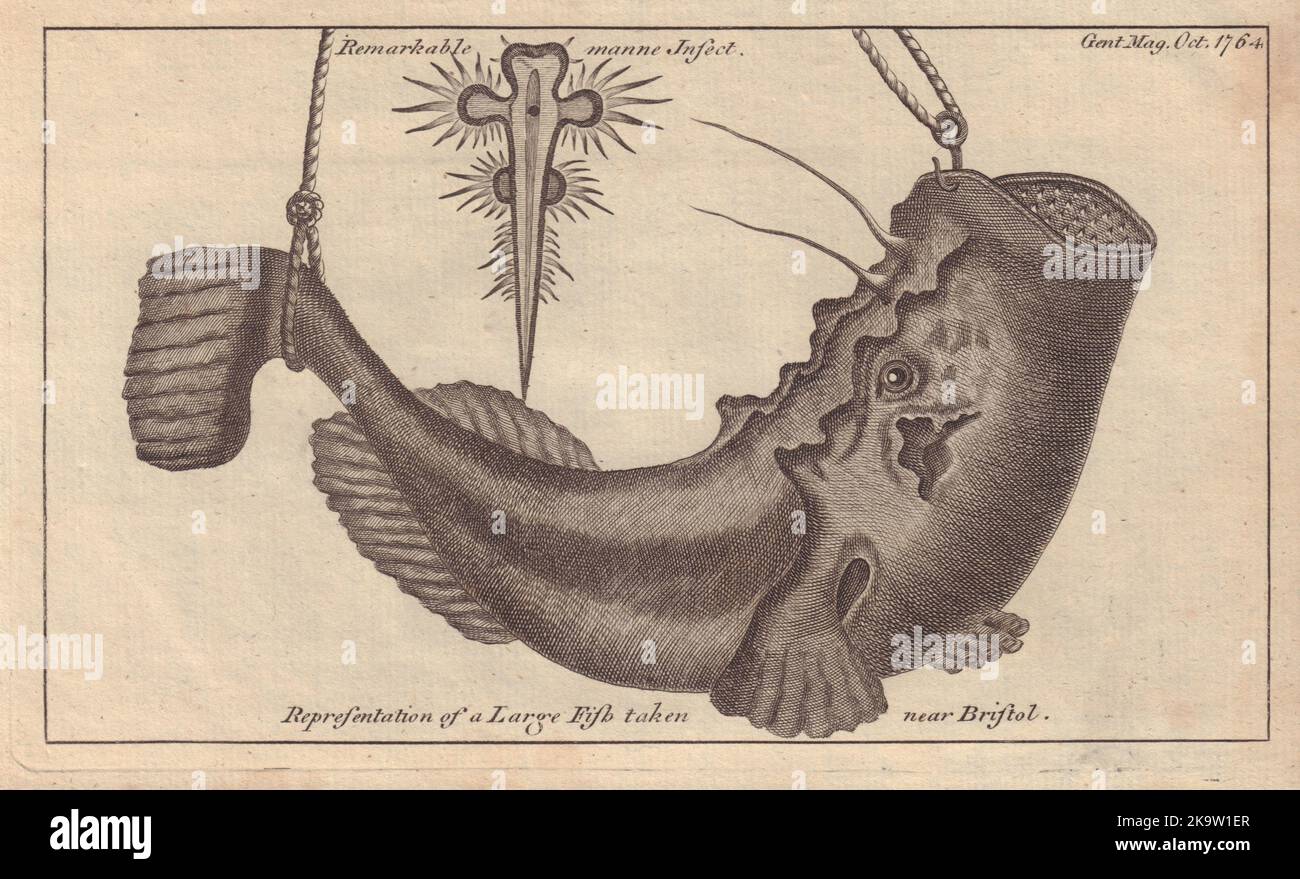 Ein großer Fisch, der in der Nähe von Bristol aufgenommen wurde. Bemerkenswertes Mannesinsekt. MAG 1764-Druck FÜR HERREN Stockfoto