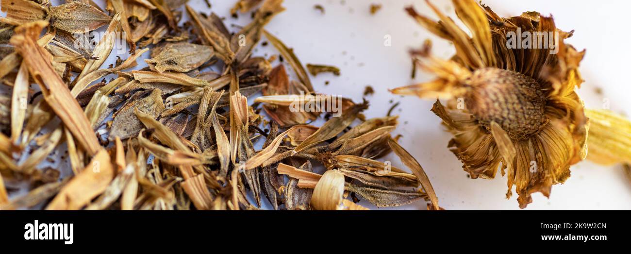 Getrockneter Zinnia-Blütenkopf. Sammeln von Samen für die Vermehrung. Gartenarbeit Hintergrund. Stockfoto