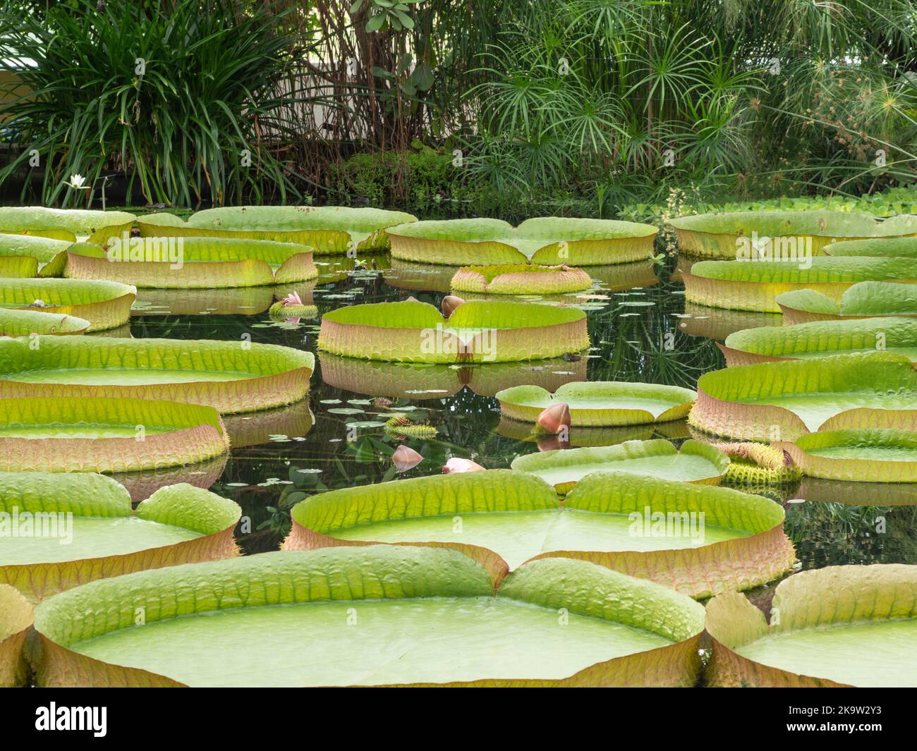 Die Blätter der riesigen Seerosen mit den lateinischen Namen Victoria amazonica und die Victoria cruziana die größten Seerosen überhaupt Stockfoto
