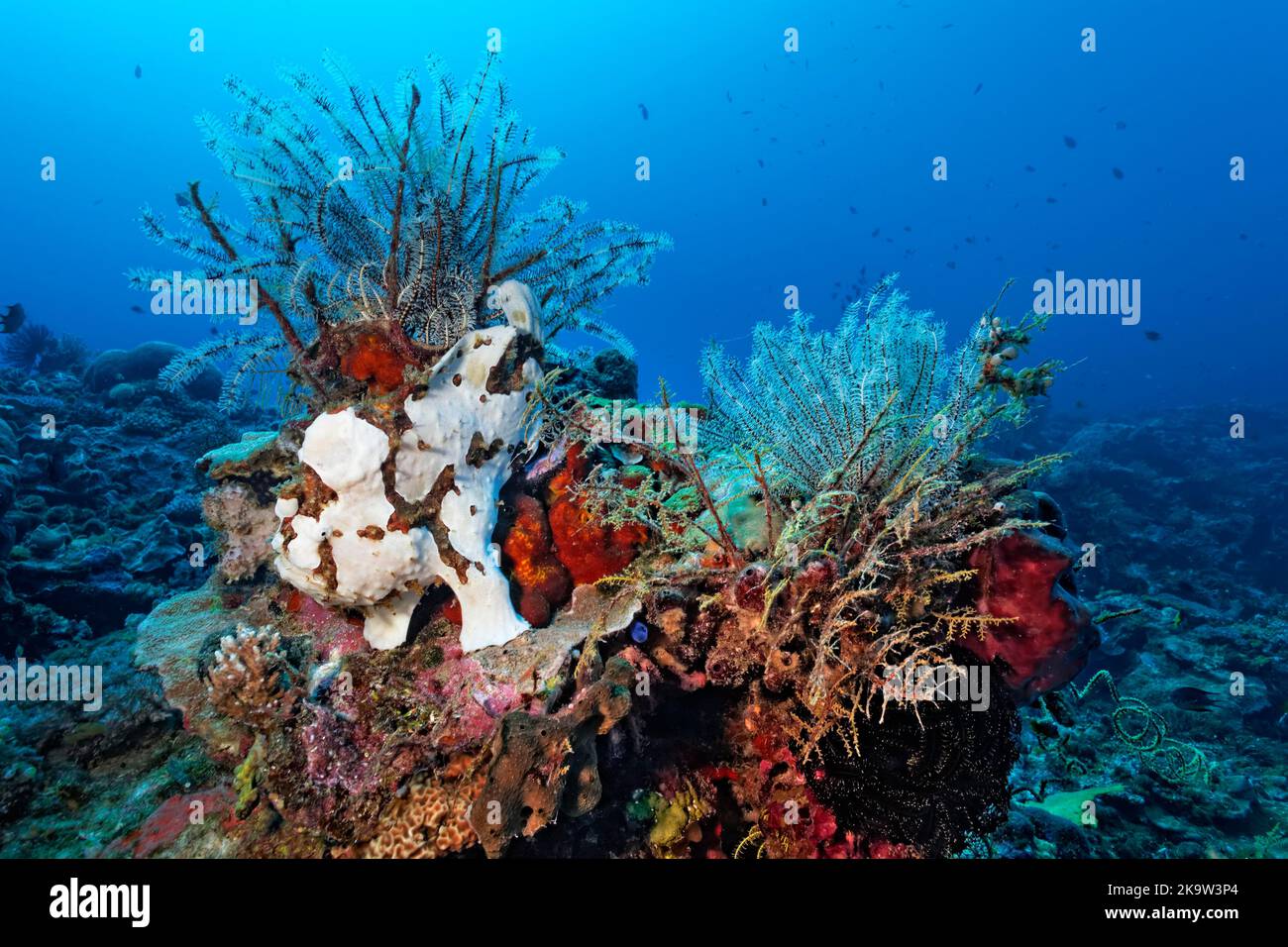 Bemalter Anglerfisch (Antennarius pictus) sitzt perfekt getarnt zwischen Federstern (Crinoidea) und Hydrozoen (Hydrozoa), im Korallenriff, Pazifik Stockfoto