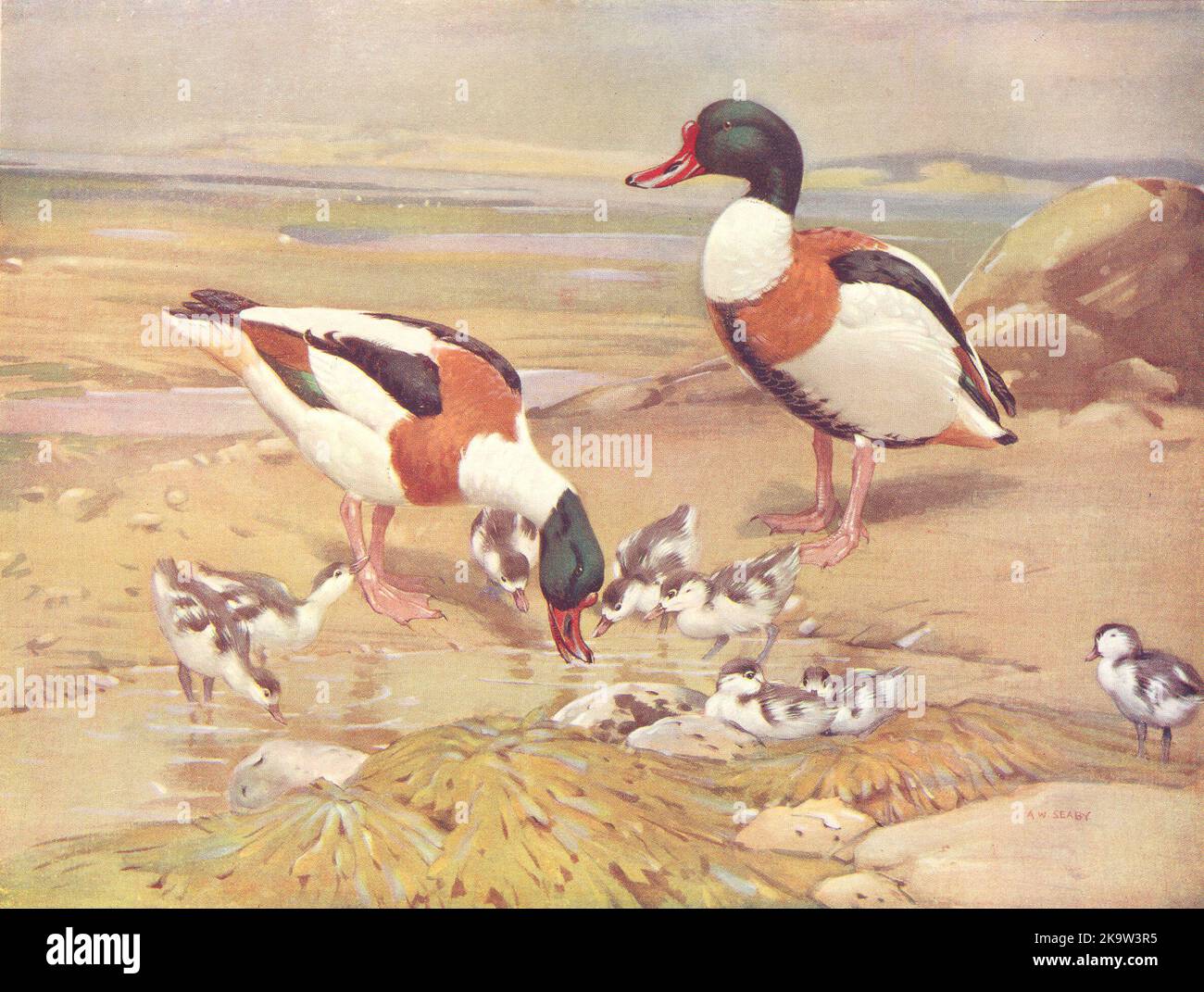 VÖGEL. Wildvögel. Sheldrake (rechts) Shelduck und Entlein 1924 alter Druck Stockfoto