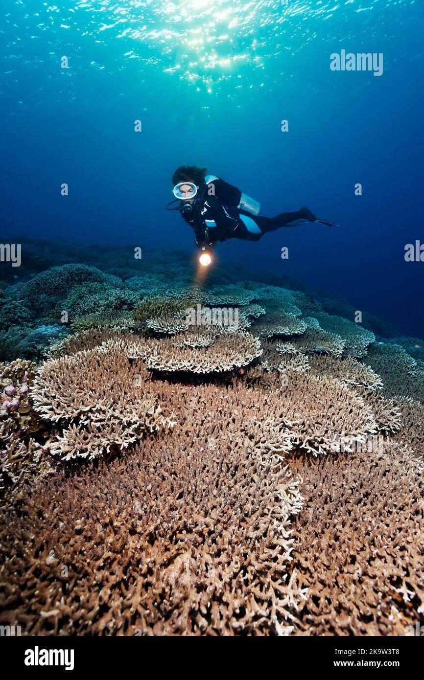 Taucher mit Licht auf Riffspitze dicht bedeckt mit Acropora Steinkorallen Tafelkoralle (Acropora sp.), Pazifischer Ozean, Great Barrier Reef, UNESCO Stockfoto