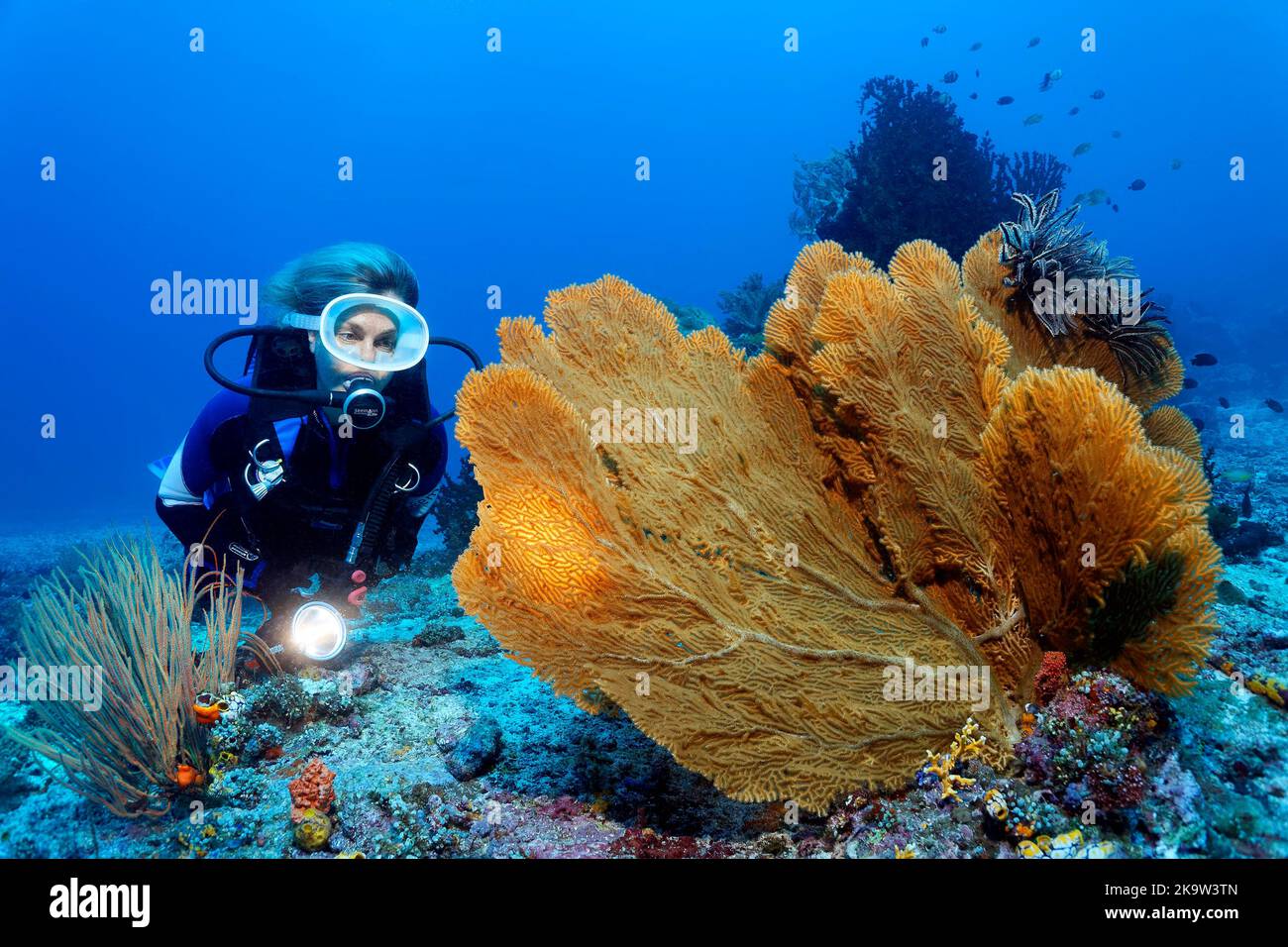 Taucher mit Lampe und Blick auf den riesigen Meeresfan (Annella mollis) mit Federsternen (Centrometra bella) auf dem Riffdach, dem Pazifischen Ozean, dem Great Barrier Reef Stockfoto