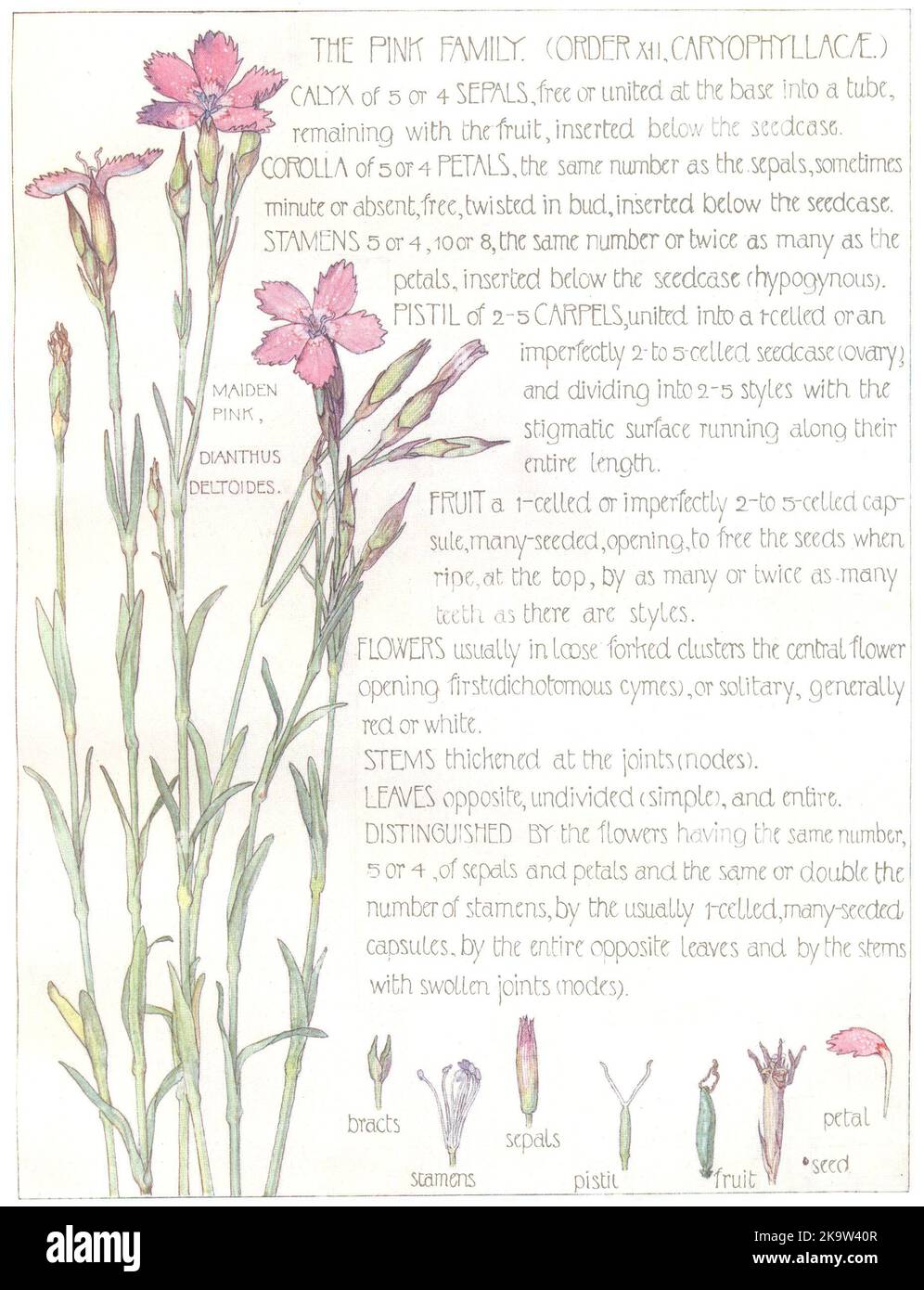 BLUMEN. Rosa Familie. Caryophylleae. Maiden Pink 1907 alt antikes Druck Stockfoto