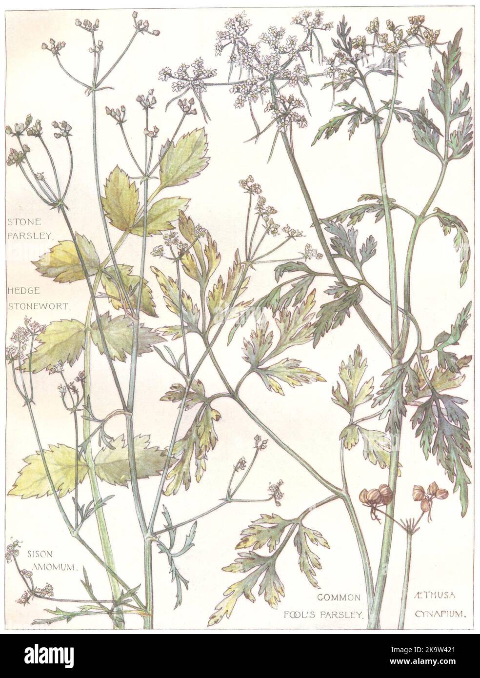 PETERSILIE. Umbelliferae. Petersilie aus Stein; Hege Stonewort; Petersilie aus gemeinem Narren 1907 Stockfoto