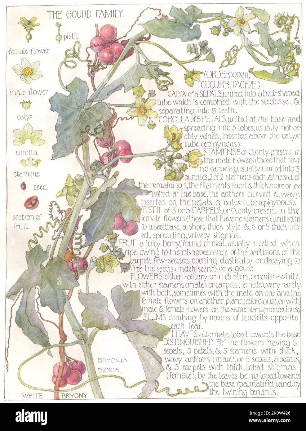 BLUMEN. Gourd Familie. Cucurbitaceae. Weißer Bryony 1907 alter antiker Druck Stockfoto