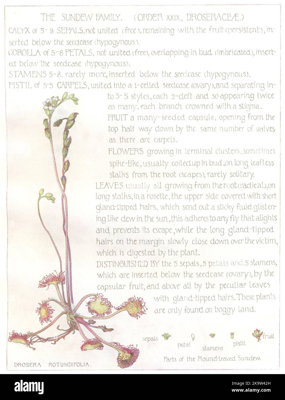 BLUMEN. Sonnentau-Familie. Droseraceae. Sonnentau 1907 alte antike Druckbild Stockfoto