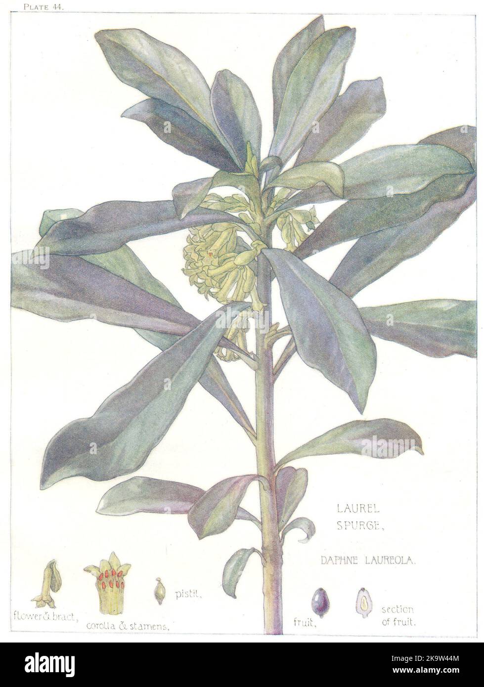 BLUMEN. Daphne-Familie. Thymeleaceae. Laurel Spurge 1907 alter antiker Druck Stockfoto