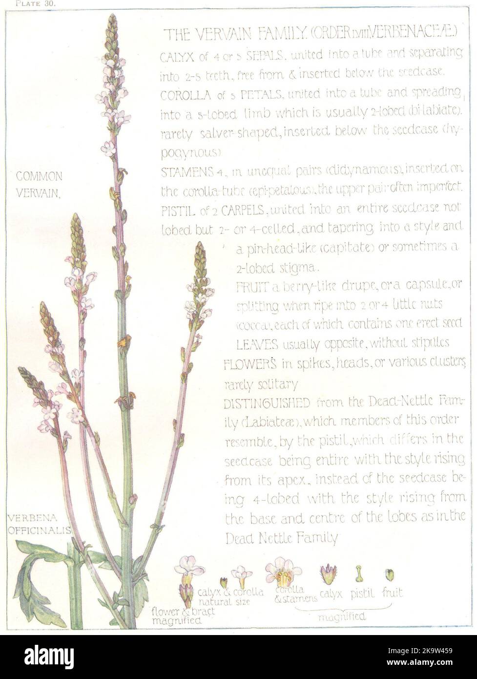 BLUMEN. Vervain Familie. Verbenaceae. Gewöhnlicher Vervain 1907 alter antiker Druck Stockfoto