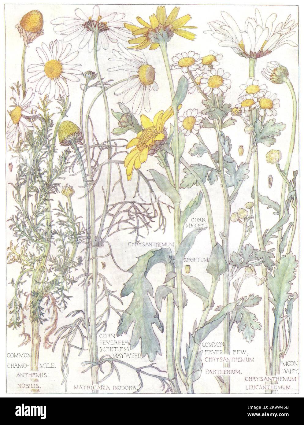 DAISIES.Compositae.Corn Ringelblume;Gemeine Kamille;Fever-few;Monddaisy 1907 Stockfoto