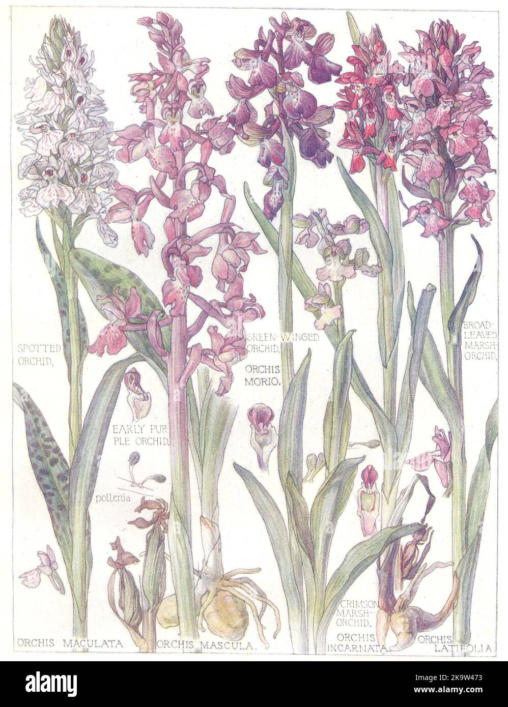 ORCHIDEEN.Gefleckter, grün-geflügelter, breitblättriger Marsch, frühe purpurrote Orchidee 1907 Stockfoto