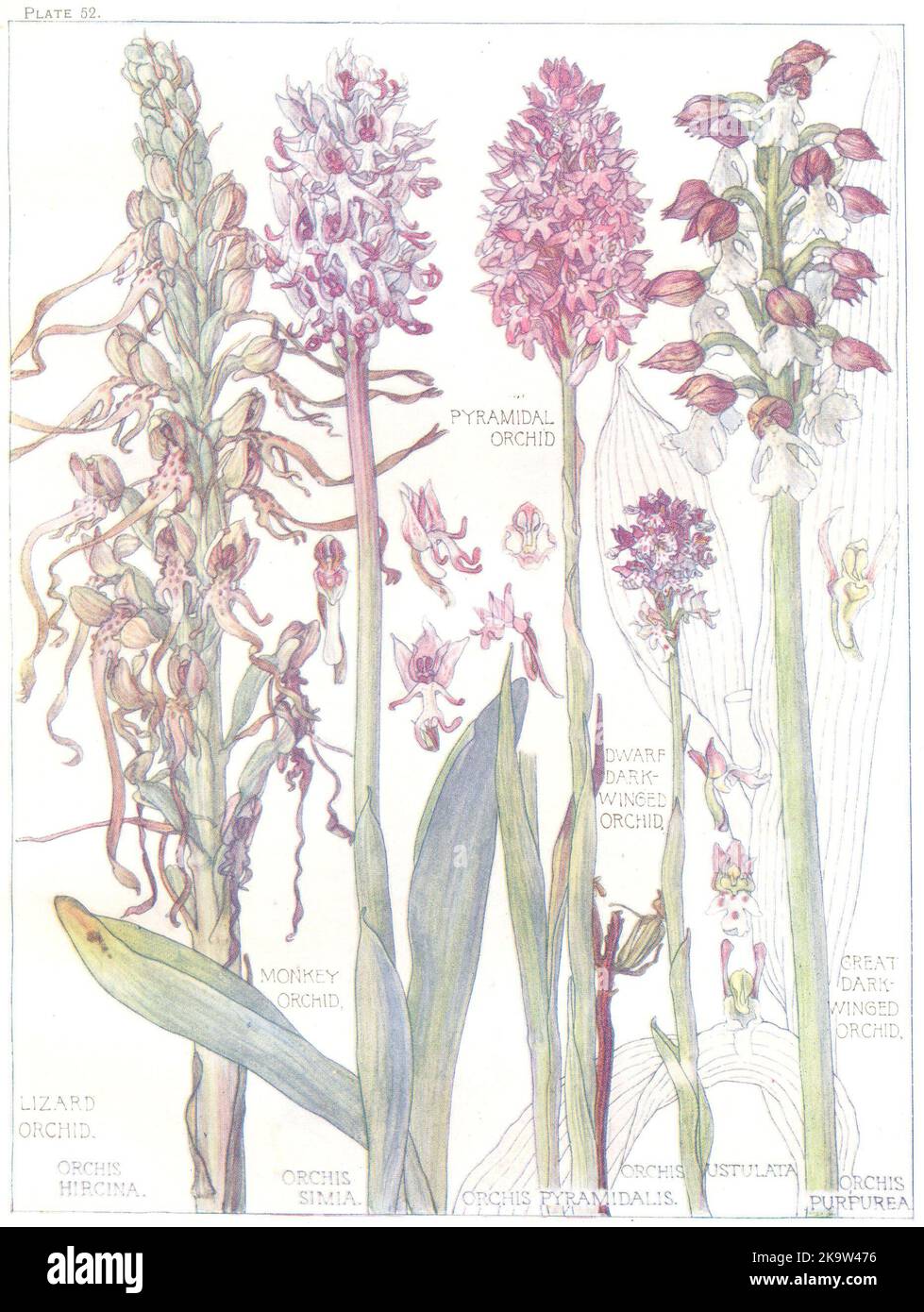 ORCHIDEEN. Pyramiden-Zwerg-Echseneidechse Mit Finsteren Flügeln 1907 Stockfoto