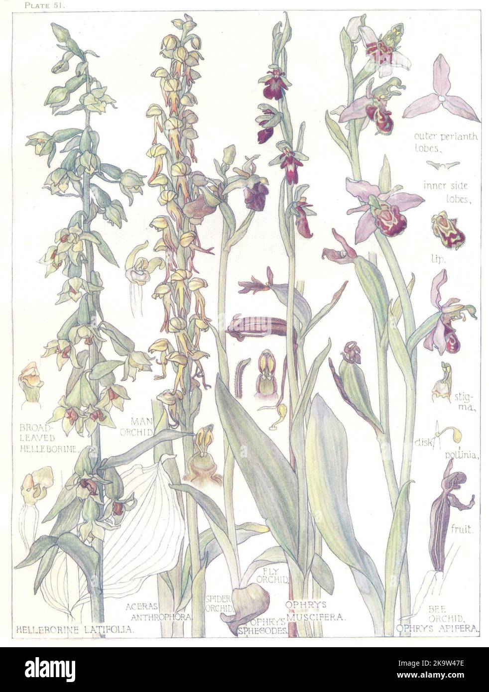 ORCHIDEEN. Orchidaceae. Breitblättrige Helleborine; Mann, Spinne, Fliege, Bienenorchidee 1907 Stockfoto