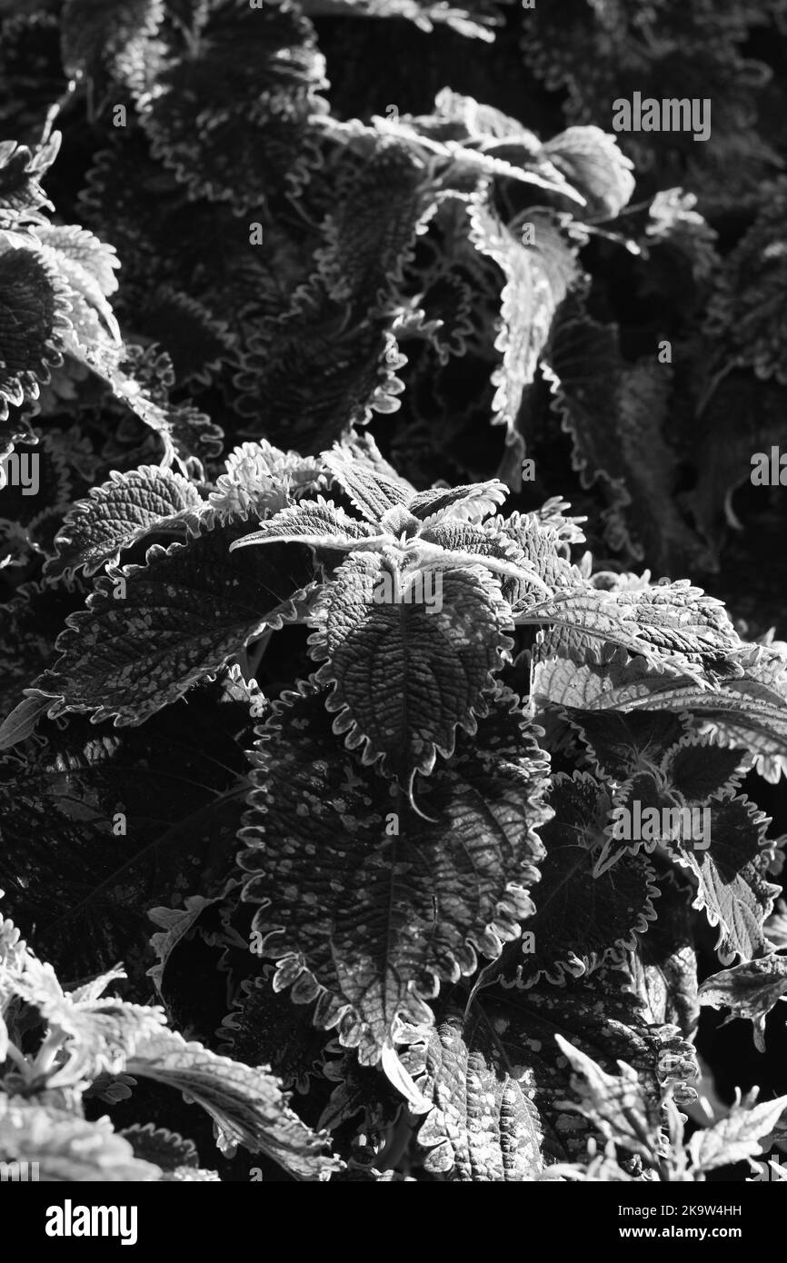 Typische Coleus-Pflanze, bedeckt mit dem morgendlichen Frost in einem Schwarz-Weiß-Monochrom. Stockfoto