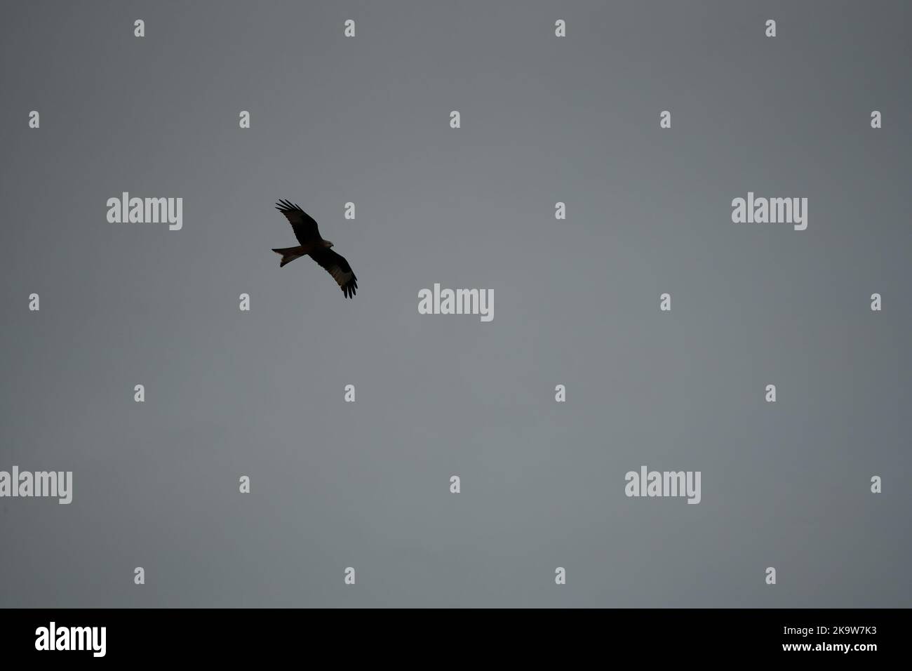 Ein wilder roter Drachen (Milvus milvus) im Flug, der bei einer Brise aufsteigt Stockfoto