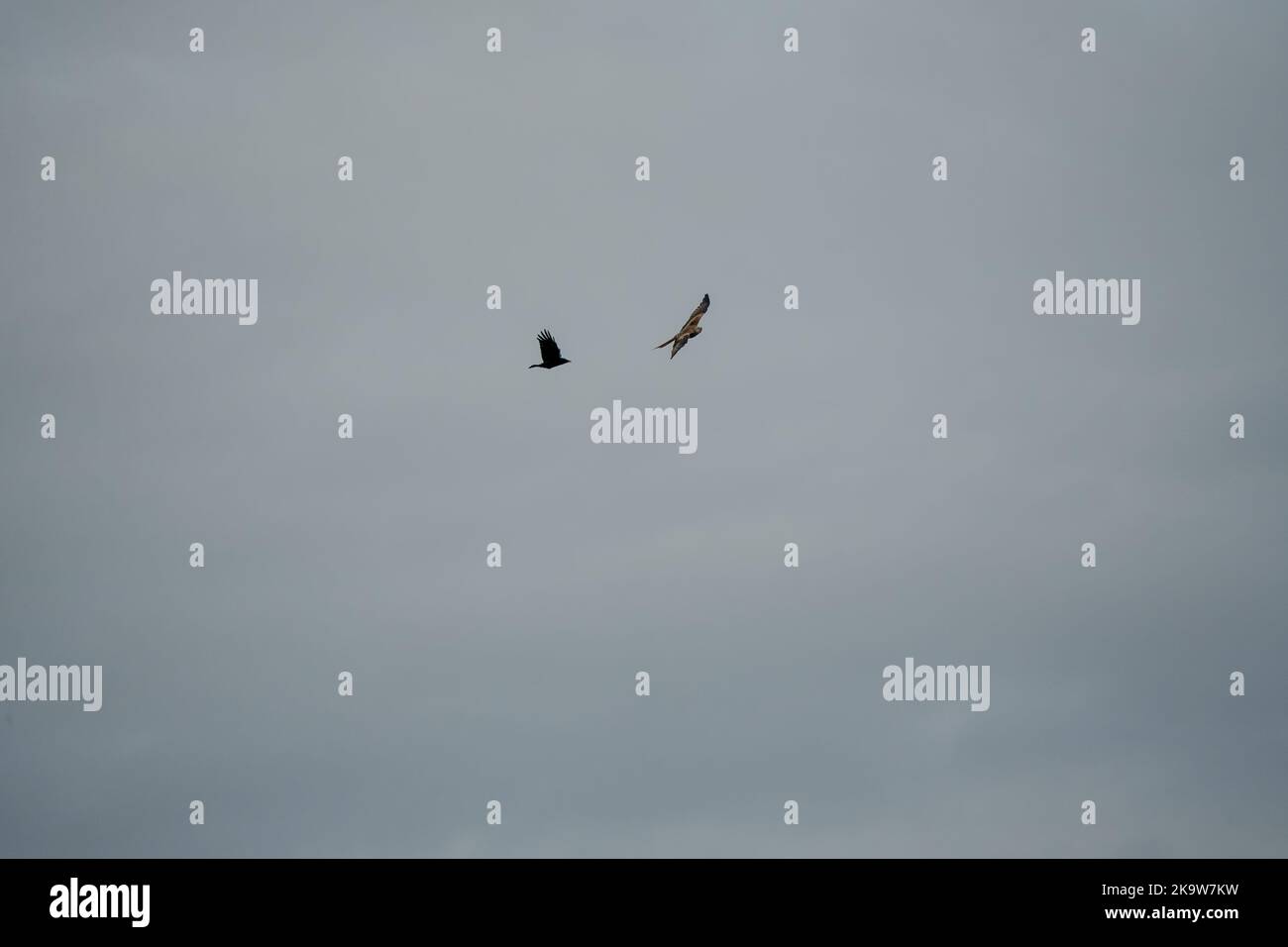 Dohlen (Corvus monedula) belästigen einen Roten Drachen (Milvus milvus) auf dem Flügel Stockfoto