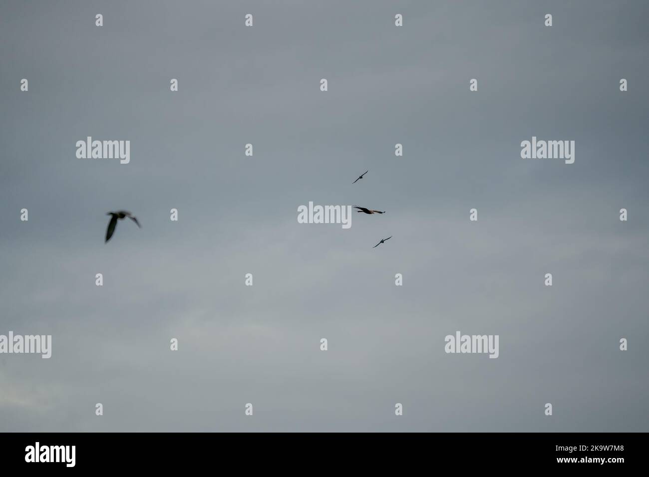 Ein wilder roter Drachen (Milvus milvus) im Flug, der bei einer Brise aufsteigt Stockfoto