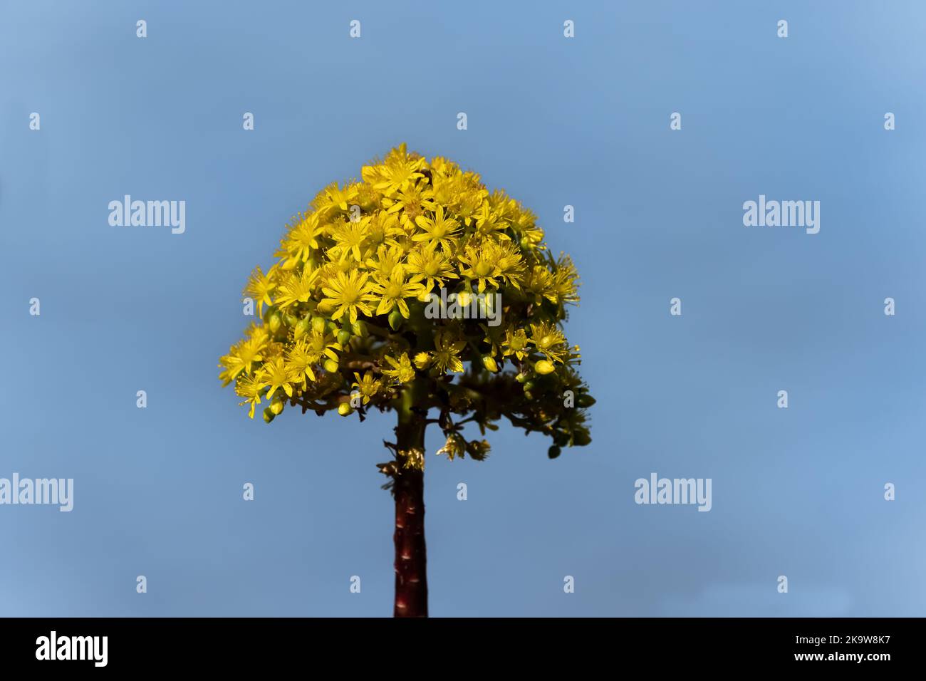 Leuchtend gelbe Aeonium schwarzkopf Sukulente Blume Stockfoto