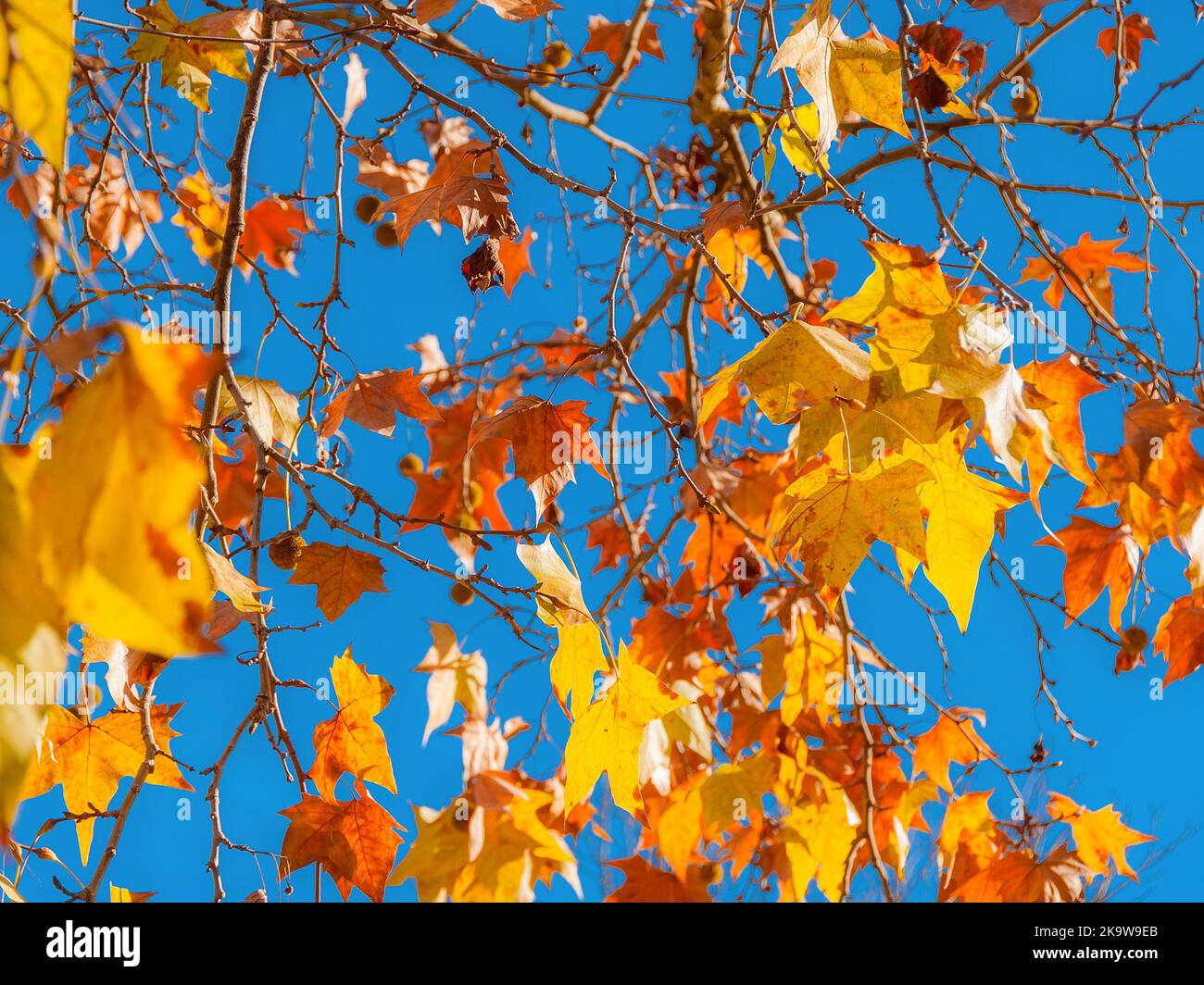 Herbstlicher und belaubter Hintergrund. Hintergrundbeleuchtete, braune, orange, gelbe und rote Blätter mit blauem Himmel Stockfoto