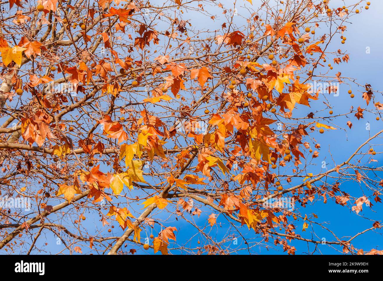 Herbstlaub und Winterhintergrund. Der Herbst kommt, die Platanenblätter werden von grün zu gelb, braun und rot Stockfoto