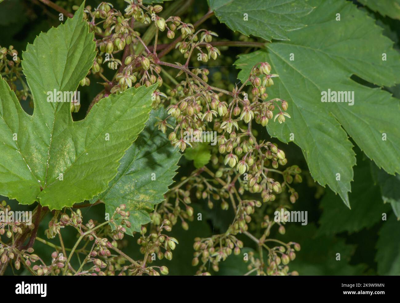 Wildhüpfen, Humulus lupulus, weibliche Pflanze im Herbst blüht. Stockfoto