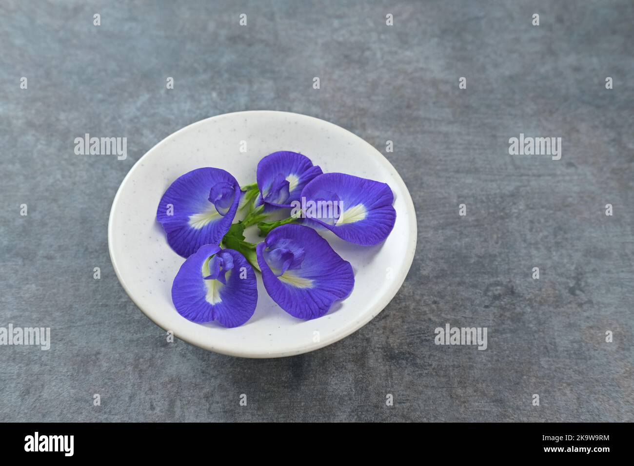 Telang Blume, unga Telang (Clitoria ternatea) ist eine Rebe, die in der Regel in Gärten oder Waldränder gefunden hat viele gesundheitliche Vorteile. Stockfoto