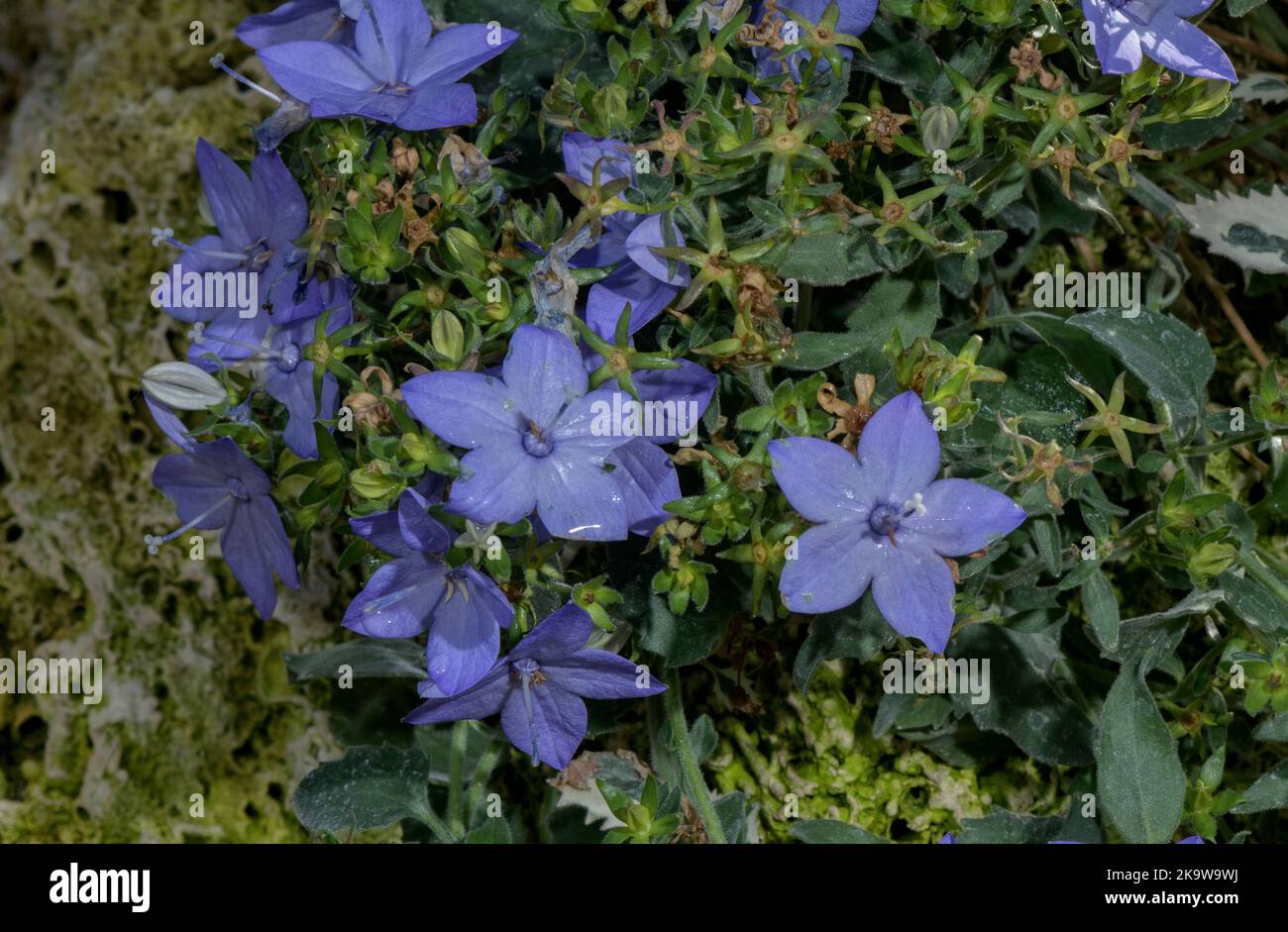 Italienische Glockenblume, Campanula isophylla blüht im Herbst; Italien. Stockfoto