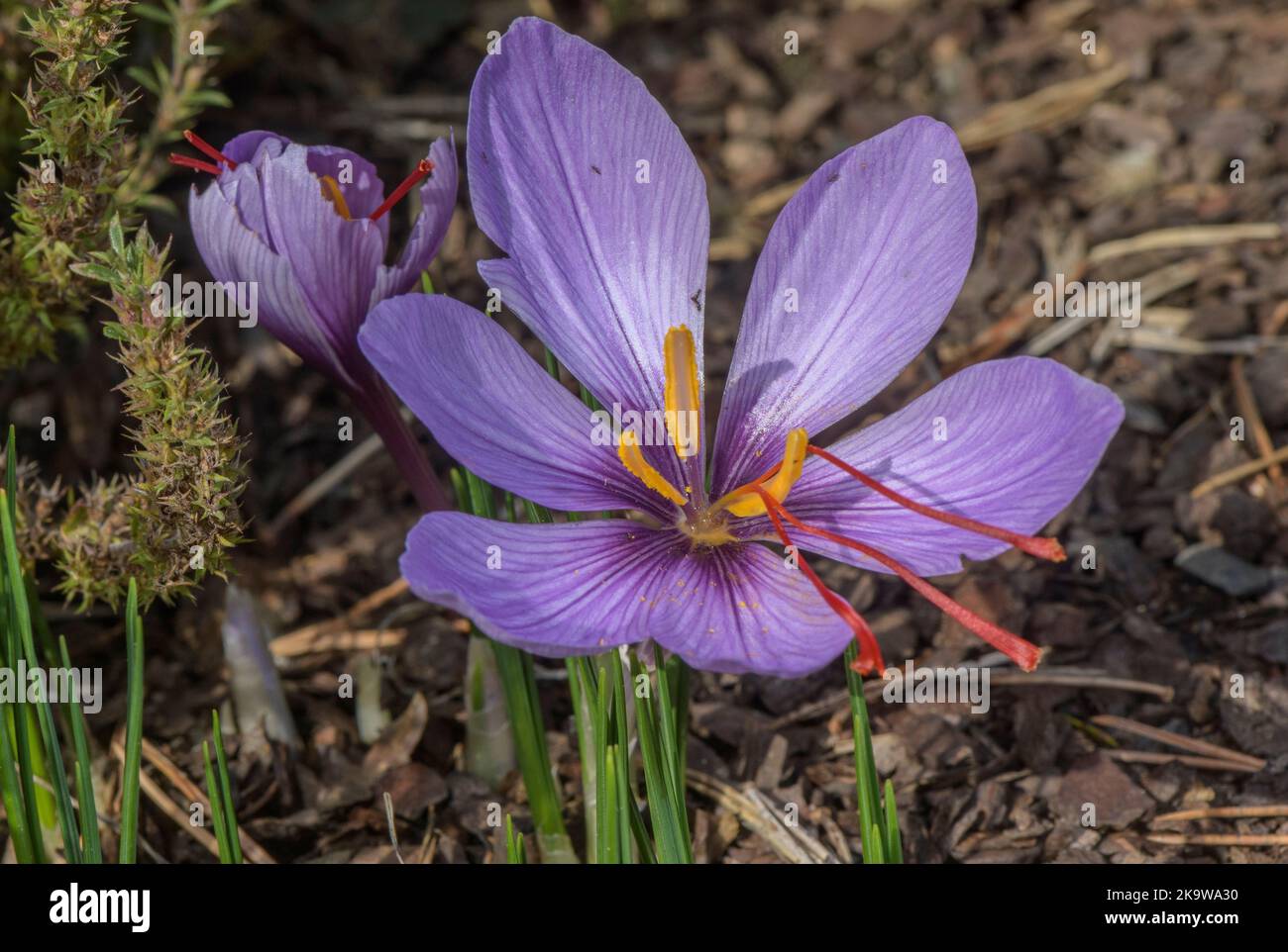 Safran, Crocus sativus, blühend im Herbst, mit sehr langen Stilen. Stockfoto