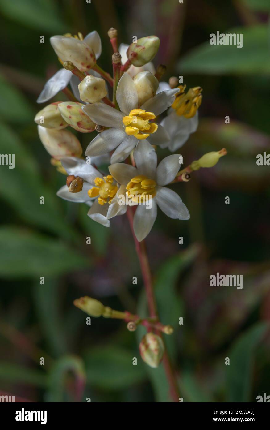 Bambus blte -Fotos und -Bildmaterial in hoher Auflsung  Alamy