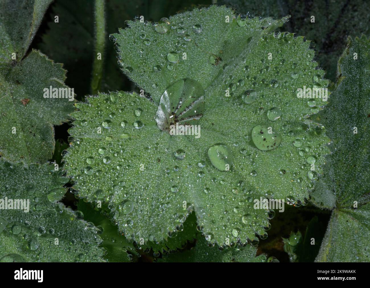 Lady's Mantle, Alchemilla, Blätter mit Regentropfen. Stockfoto