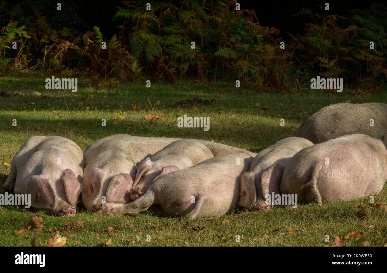 Gloucestershire Old Spot Schweine - Sau und Ferkel - in der Nähe von Minstead im New Forest National Park, Hampshire. Herbst. Stockfoto