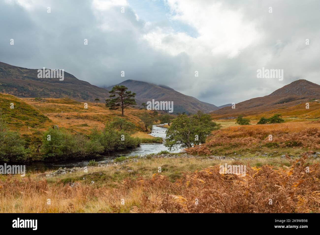 Glen Strathfarrar in den schottischen Highlands. Herbstliche Szene mit goldenen Bracken und Gräsern, niedrigen Nebelwolken, hohen Bergen, schottischen Pinien an der Grenze zu t Stockfoto
