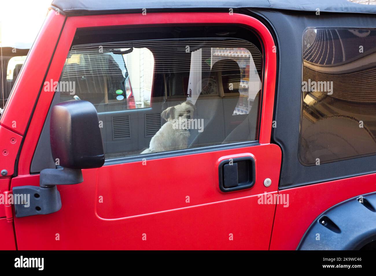 Ein Hund in einem Fahrzeug. Stockfoto