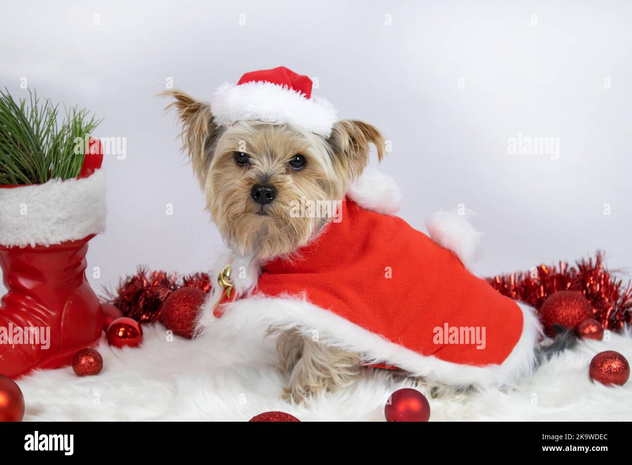 Yorkshire Terrier Hund als Weihnachtsmann gekleidet sitzt auf einem weichen Teppich, Weihnachtskugeln Stockfoto