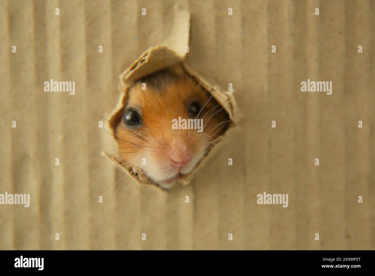 Die Schnauze eines roten Hamsters in einem Loch. Ein syrischer Hamster schaut aus einer Dirvka. Augen, Nase, Ohren eines Nagetieres. Ein neugieriges Tier. Speicherplatz kopieren. Stockfoto