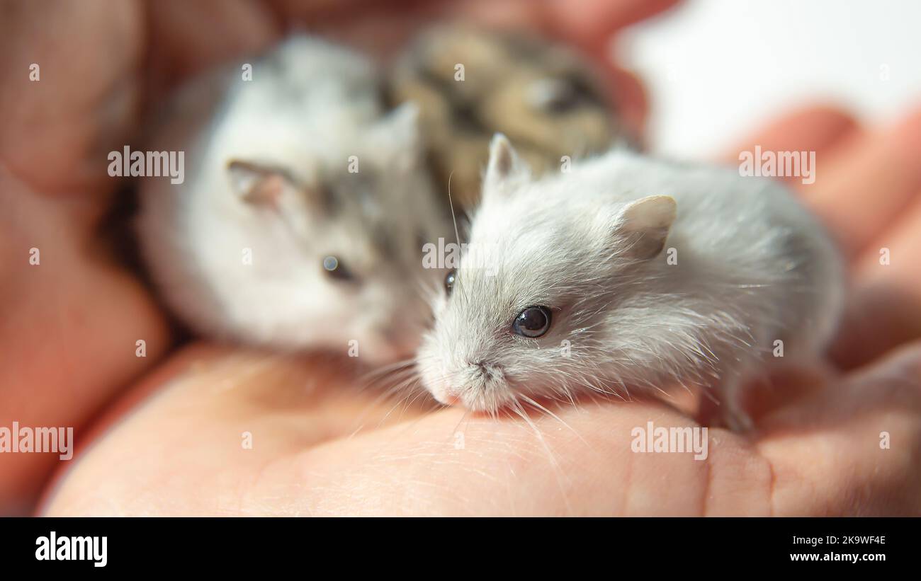 Zwei weiße, flauschige Hamster sitzen auf der Handfläche einer Person, kleine Hamster auf der Hand des Besitzers. Haustiere, Nagetiere. Nahaufnahme. Stockfoto