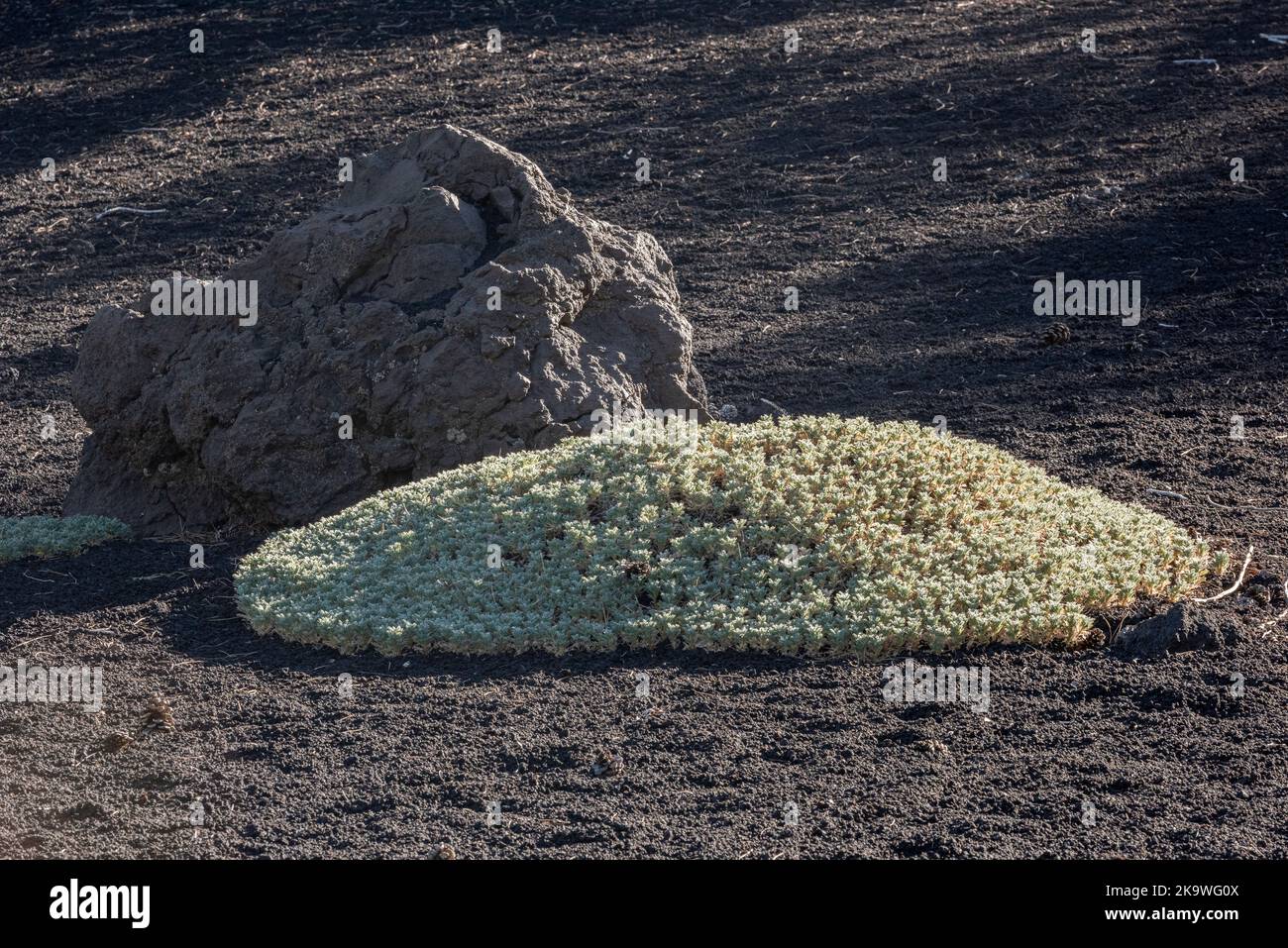 Ein Klumpen sizilianischer Milchkätzchen (Astragulus siculus), der in vulkanischer Asche hoch an den Hängen des Ätna auf Sizilien wächst Stockfoto