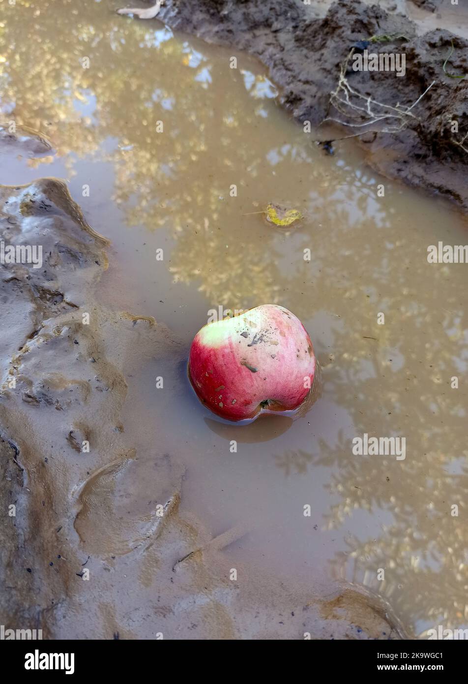Gefallener roter Apfel im Wasser. Stockfoto