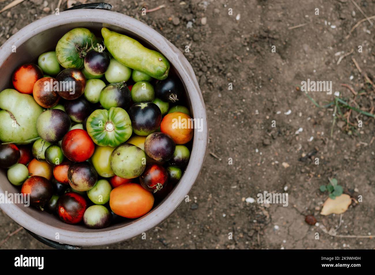 Hintergrund von Tomaten verschiedener Sorten. Herbsternte. Gesunde Bio-Lebensmittel. Speicherplatz kopieren. Stockfoto