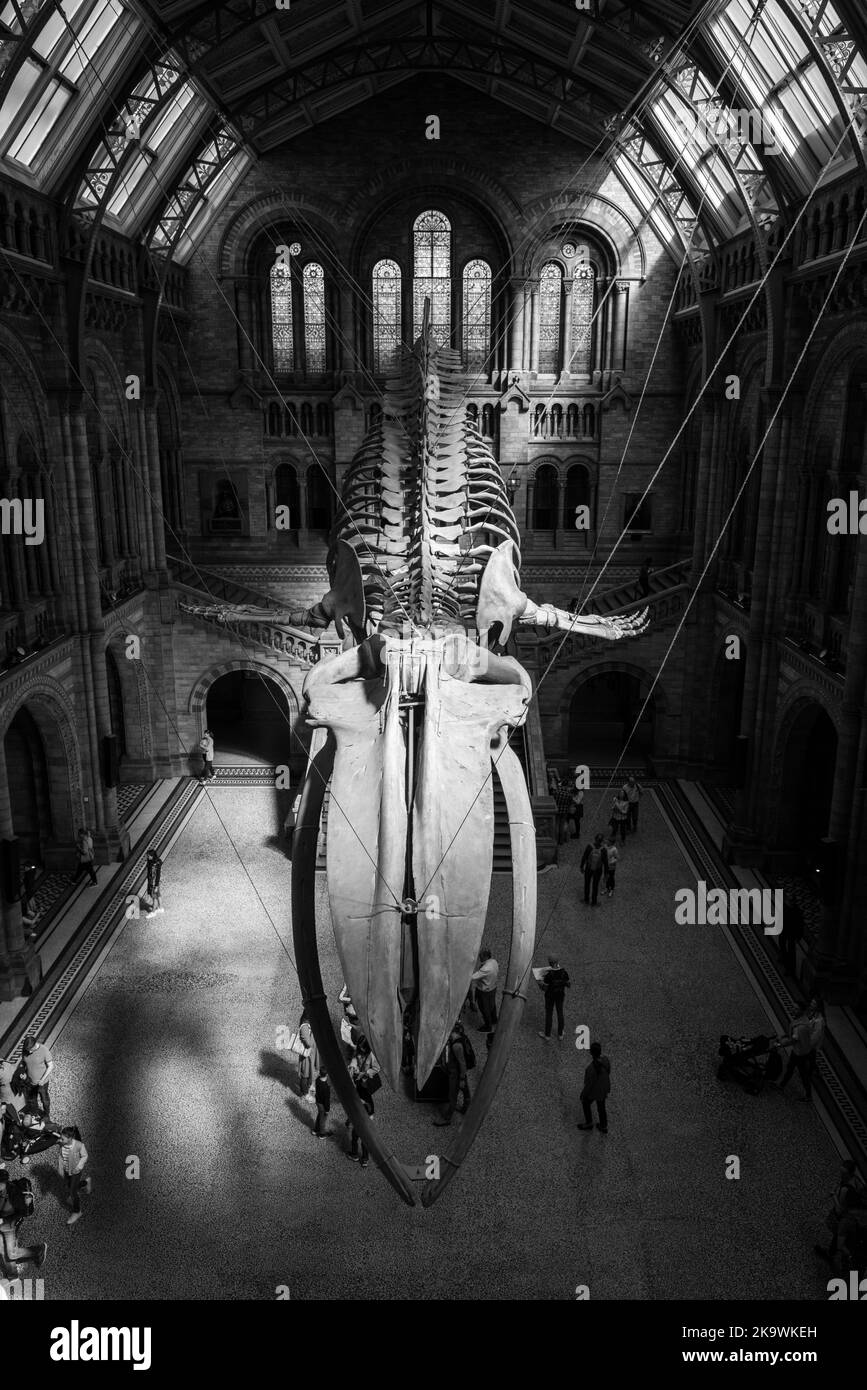 Das berühmte Natural History Museum in London Stockfoto