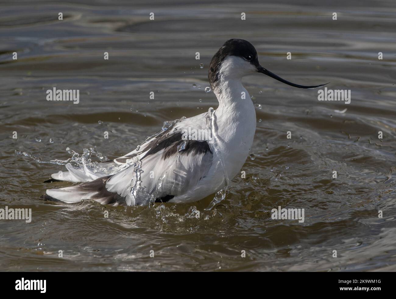 Avocet, Recurvirostra avosetta, Aufbrüten und Waschen in einer flachen Lagune. Stockfoto